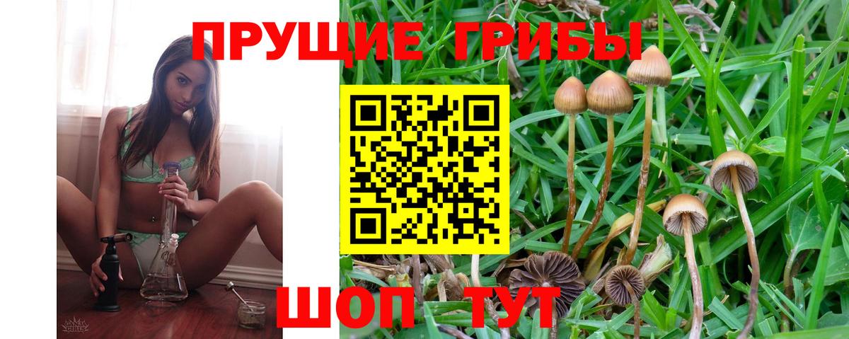 Псилоцибиновые грибы Psilocybe Котельники